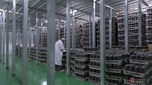 上海市静安区助力云南广南跑出产业振兴 加速度